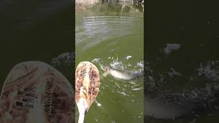 Muskie Eats Swimbait Next To Kayak [upl. by Colville]