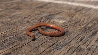 Red Bellied Snakes Death Feigning Ontario Storeria occipitomaculata 4K [upl. by Keppel]