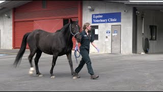 A day in the life with Massey University Equine Veterinary Technician Fiona Huse [upl. by Oivat847]