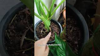 Alocasia Michlotziana cormplants balcony nature alocasia alocasiablackvelvet naturebalcony [upl. by Erreip]