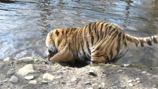 Amur Siberian Tiger at the Highland Wildlife Park [upl. by Dlanigger]