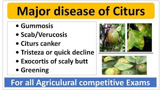 Major disease of Citurs and their managementनींबू की मुख्य रोग एवं उनके प्रबंधन। [upl. by Oicneconi596]