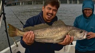 Jewfish at Hawkesbury River [upl. by Derr]