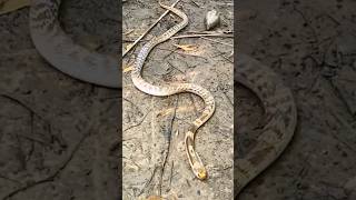 Snake in abounded yeard Its an cobra vanu rescue animalrescue tiktok [upl. by Akiam618]