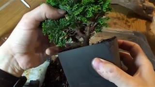 Chamaecyparis obtusa initial pruning [upl. by Ramyaj]