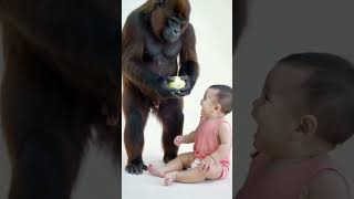 Giggles and Play A Baby and Gorillas Joyful Moment [upl. by Dunham]