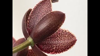 Catasetum Fdk After Dark ‘Sunset Valley Orchids’  How to rebloom and care for [upl. by Ochs]