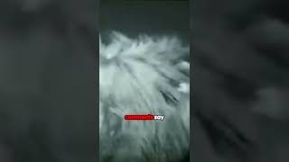 Lions Caught Pawing at Campers Tent scary creepy chills [upl. by Oran836]