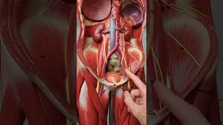 How to get to the heart with a catheter anatomy [upl. by Ahsan468]