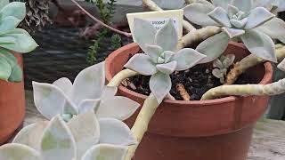 GRAPTOPETALUM PARAGUAYENSE GHOST PLANT SUCCULENT [upl. by Zolner]