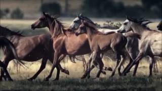 ♫♪RUNAWAY HORSES♫♪ Belinda Carlisle [upl. by Annabella197]