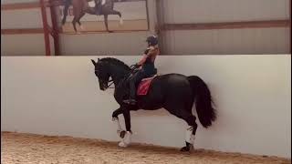 For sale Dressage Schoolmaster [upl. by Aderb]