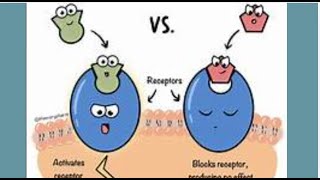 Agonist and Antagonist Effects on Receptor Function [upl. by Yeneffit]