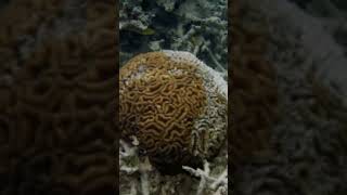 Coelenterata phylum music song treanding short [upl. by Adla]