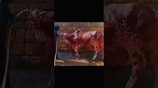 Pakistani Brahma Bull trending cow yt youtubeshorts song animals shortsfeed shorts reel [upl. by Anipsed738]