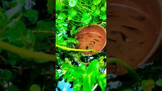 MY GUPPY BREEDING POND [upl. by Dnomyaw]