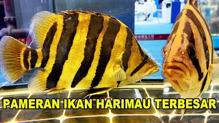 Pameran Ikan Harimau Terbesar Dunia  Indonesia Tiger Fish  CIPS 2024 [upl. by Bertrando951]