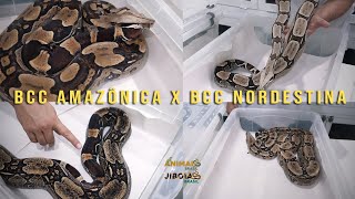 BCC AMAZÔNICA X BCC NORDESTINA [upl. by Broadbent]