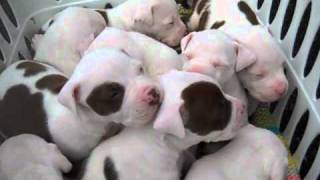 Pitbull puppies at Baldwin Park  RESCUED [upl. by Noiemad499]