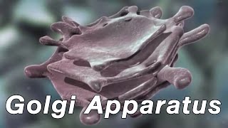 Golgi Apparatus [upl. by Eibocaj]