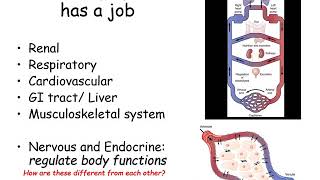 1 homeostasis and thermoregulation part1 [upl. by Sirovat929]