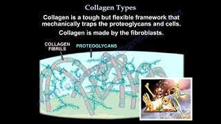 Collagen Types  Everything You Need To Know  Dr Nabil Ebraheim [upl. by Ettenaj]