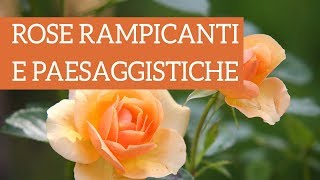 Scopriamo le rose rampicanti e paesaggistiche [upl. by Retsek53]