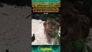 Jaglion [upl. by Ear]