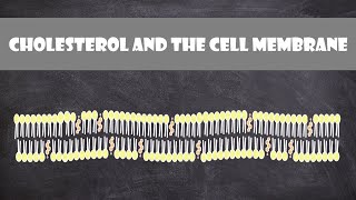 Cholesterol and the Cell Membrane  Cell Biology [upl. by Vasili409]