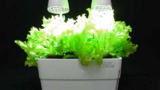 ZENGROW™ tabletop garden  time lapse 25 days [upl. by Roter142]