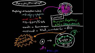 Immunology  Monocytes and Macrophages [upl. by Loresz]