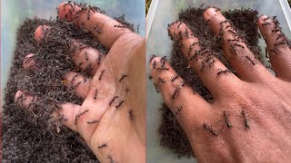 Brave man is bitten by fire ants so cool 04 [upl. by Daenis950]