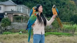 Funny Parrot  Enjoying Free Flight  Love This Video [upl. by Tamah]