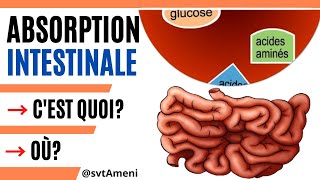 Notion de labsorption intestinale  Organe dans lequel a lieu labsorption intestinale [upl. by Eibrad]