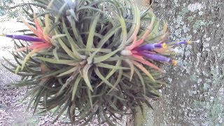 Air plant Tialandsia pollination  its dwarf bromeliad [upl. by Massie936]