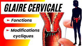 Pourquoi la glaire cervicale est essentielle pour la fécondité chez la femme [upl. by Lledniuq]