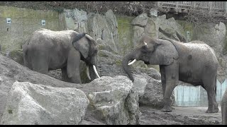 Afrikanischer Elefant Loxodonta africana  African bush elephant  Zoo Vienna [upl. by Scarlett256]