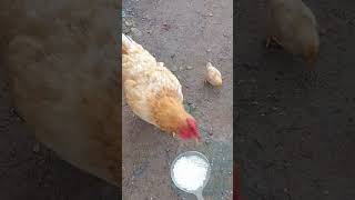 Mothers love rural freerange chickens hens laying eggs hatching chicks baby chickens [upl. by Ahsikan]