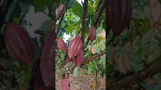 spray chemical instead of pod sleeving for cacao [upl. by Enyehc]