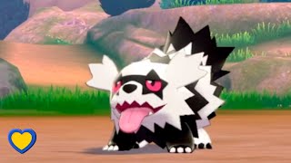 HOW TO GET Zigzagoon in Pokémon Sword and Shield [upl. by Thisbee]