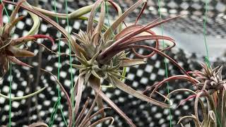 チランジア イオナンタ パープルハート Tillandsia ionantha Purple Heart＊エアプランツ＠フラワーショップ江口Tillandsia生産育成農場専門店：鹿児島県出水市 [upl. by Keviv]