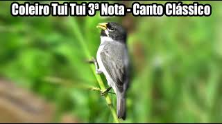 canto classico coleiro Tui Tui Zel Zel 3 notas CD para encartes [upl. by Hadwin]