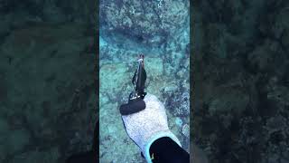 SPEARFISHING COMPILATION Shooting Tasty Omilu and Invasive Roi [upl. by Itnahsa]