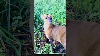 Muntjac buck caught on wildlife camera muntjac wildlife nature shorts deer przyroda uk yt [upl. by Yragerg]