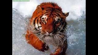 The Siberian Tiger [upl. by Wald]