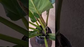 Philodendron melinonii philodendron philodendronmelinonii aroid [upl. by Notgnimer62]