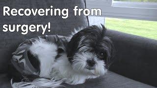 Caring For Our Newly Adopted Shih Tzu Rescue Dog After SPAY  HERNIA Surgery [upl. by Fougere551]