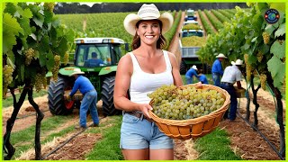 Growing Grapes  Harvesting  Processing Millions of Tons of Grapes in the US  Bo Farm [upl. by Zaccaria339]