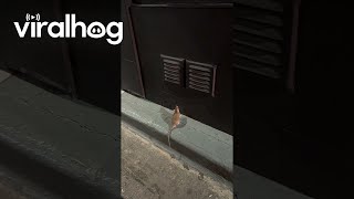 Rat Tries to Find Find Way Into Restaurant  ViralHog [upl. by Ylliw]