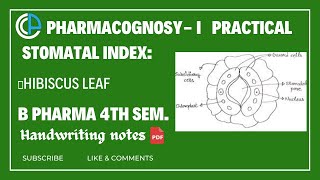 To determine the Stomatal Index of given sample leaf HIBISCUS 🌺Bpharma4th SemCognosyExpt07 [upl. by Monah]